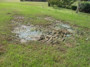 Grenco Excavation provides an example of a failed septic system with mud, puddling, and wet ground in the backyard.
